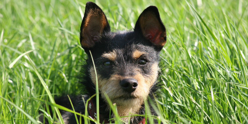 Ein Hund auf einer Wiese