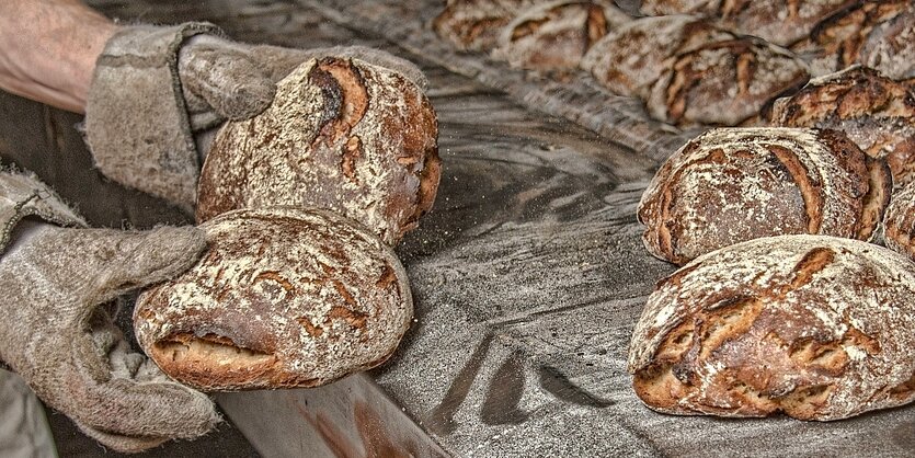 Hände in Schutzhandschuhen halten Brotlaibe