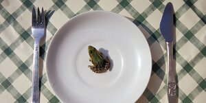 Ein Frosch auf einem Teller