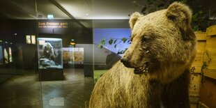 Ein ausgestopfter Braunbär in einer Vitrine