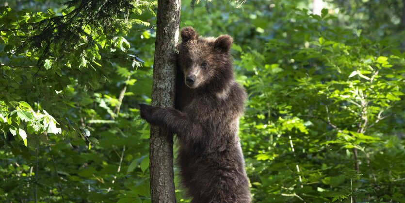 Braunbär lehnt sich an einen Baumstamm