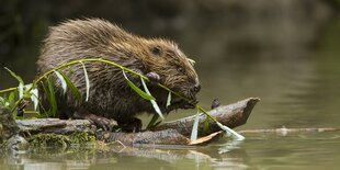 Ein Biber am Wasser