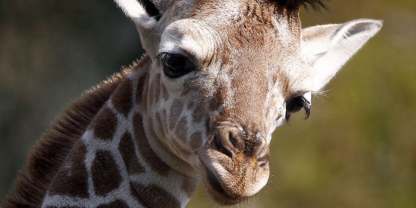 Giraffe guckt in die Kamera