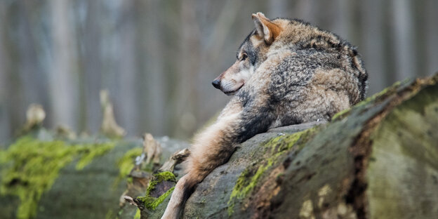 Ein Wolf liegt auf einem Baumstamm