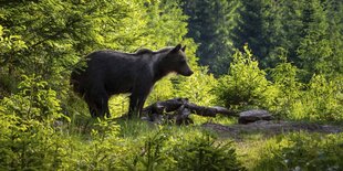 Ein Braunbär auf einer Waldlichtung