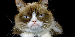 Grumpy Cat