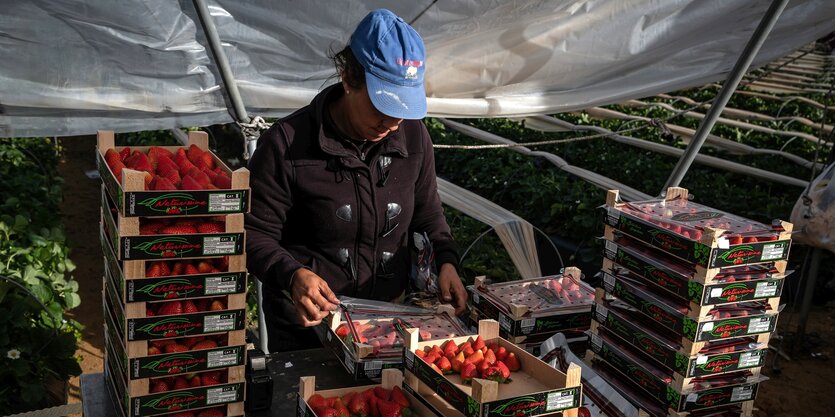 Ein Mensch steht zwischen Paletten mit Erdbeeren in einem Gewächshaus