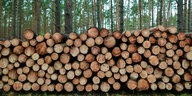 Ein Stapel geschlagenes Holz im Wald