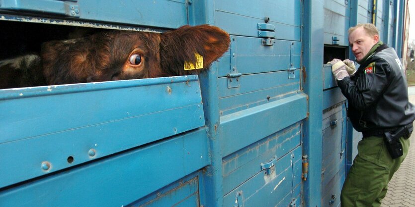 Ein blauer Tiertransporter aus dem Ohr und Auge einer Kuh lugen, am Rand ein Zollbeamter, der versucht in den vergitterten Transporter zu gucken.