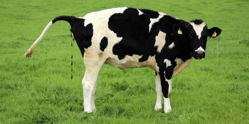 schafwolle als dnger im garten Dngewolle aus Schafwolle  natrlicher Langzeitdnger  Rasenkante 24