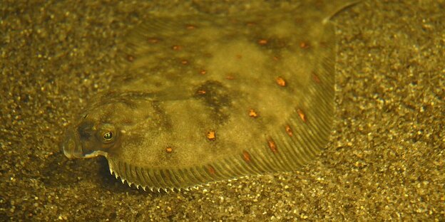 Ein Plattfisch am Meeresboden