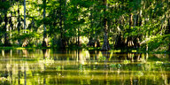 Mangroven stehen im Wasser