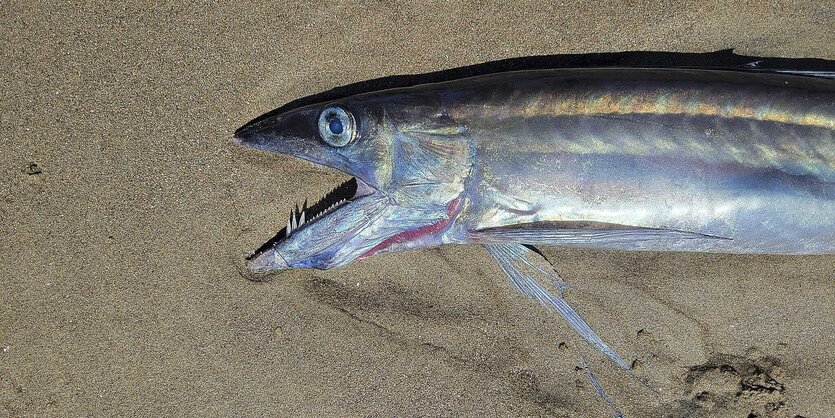 Ein toter Fisch mit weit aufgerissenem Maul liegt auf Sand