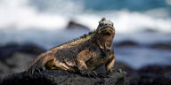 Die Meerechse ist eine endemisch auf den Galápagos-Inseln vorkommende Leguanart.
