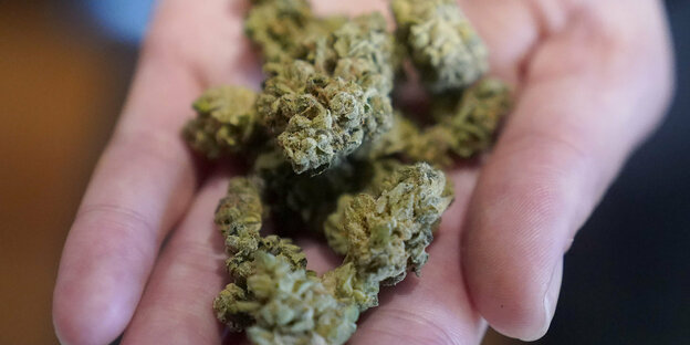 Cannabis liegt auf einer Handfläche