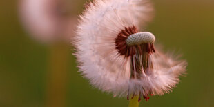 Pusteblume