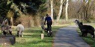 Ein Radfahrer irgendwo in Brandenburg - über den Radweg laufen Lamas