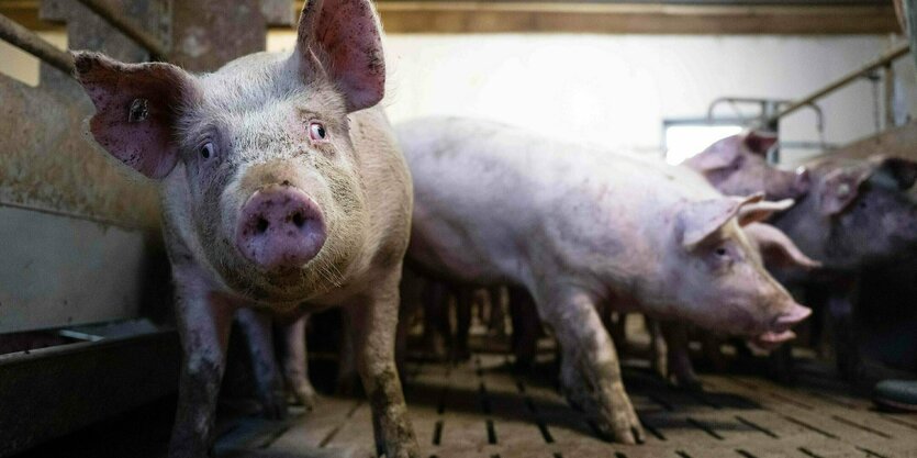 schielendes Schwein auf Vollspaltenboden