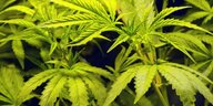 Großaufnahme einer Cannabispflanze