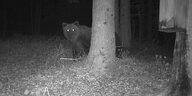 Eine Aufnahme einer Wildtierkamera zeigt einen Braunbären