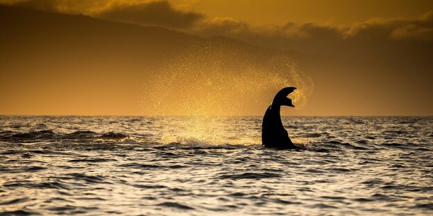 Eine Walflosse an der Meeresoberfläche bei Sonnenuntergang
