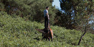 Filmstill aus "Curro": Ein Mann im weißen T-Shirt steht auf einem rotbraunen Pferd. Sie bewegen sich durch eine mit Farn bewachsene Landschaft. Hinter Ihnen sind Nadelbäume zu sehen.