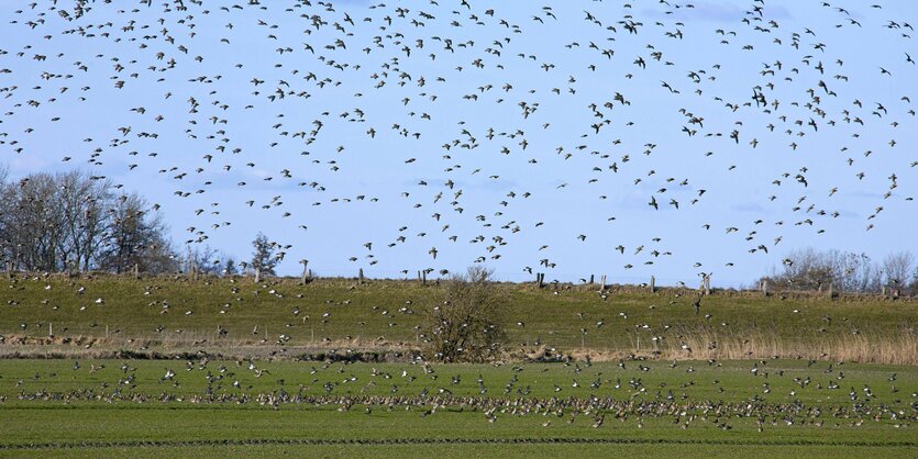 Vogelschwarm über einem Acker