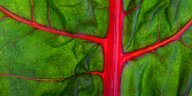 rot durchziehende Blattader im gruenen Mangold