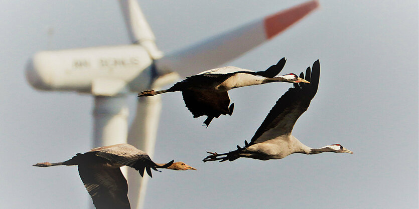 Kraniche fliegen vor den Flügeln eines Windrads