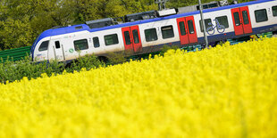 Eine S-Bahn fährt vor einem blühenden Rapsfeld