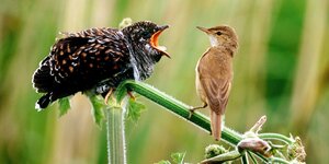 Vogel mit aufgerissenem Schnabel vor dem Kopf eines kleineren
