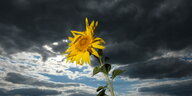 Eine Sonnenblume vor dunklen Wolken