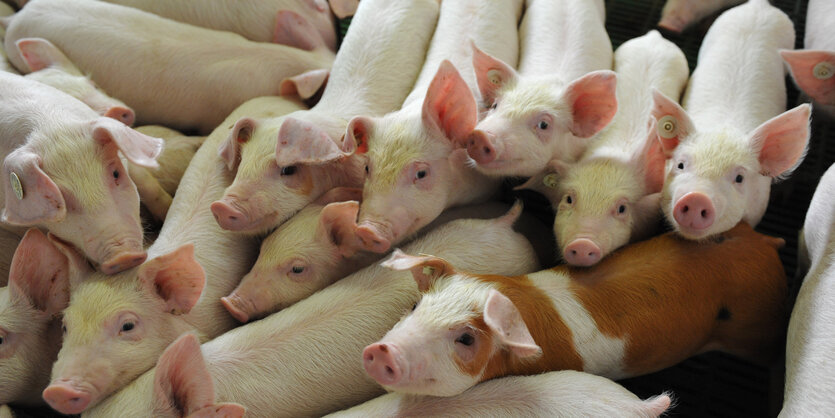 Viele Ferkel drängeln sich im Stall