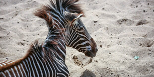 Ein Zebra