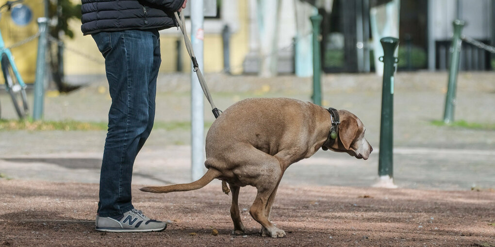 Hund kackt, Halter hält die Leine