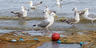 Möwen und ein Fischernetz