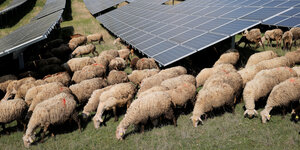 Schafe grasen unter Solarpanelen