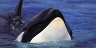 Aus dem Wasser taucht der Kopf eines Schwertwals (Orcinus orca) auf