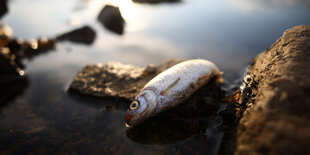 Ein toter Fisch im Wasser