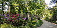 Morgens im Tiergarten: Blühende Rhododendren