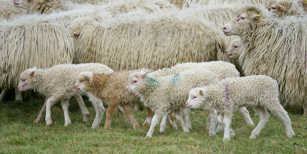 Schafherde mit kleinen Lämmern