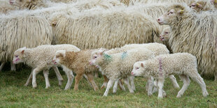 Schafherde mit kleinen Lämmern