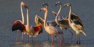 Eine Gruppe Flamingos im Wasser