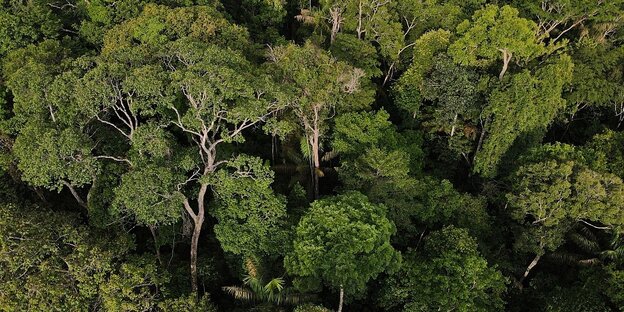 Luftaufnahme vom Amazonas-Regenwald