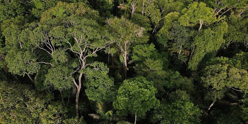 Luftaufnahme vom Amazonas-Regenwald