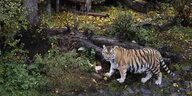 Eine Tigerin im Zoo