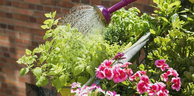 blühende Blumen und Kräuter auf einem Balkon werden gegossen