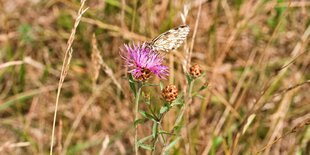 Schmetterling sitzt auf violetter Blüte vor gelbem Gras