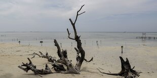 Totholz an einem Strand