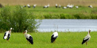 Störche in Lettland